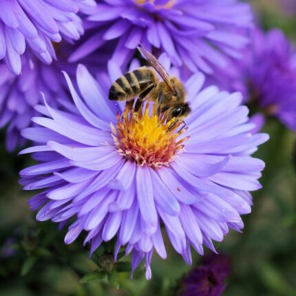 Biene-Blume